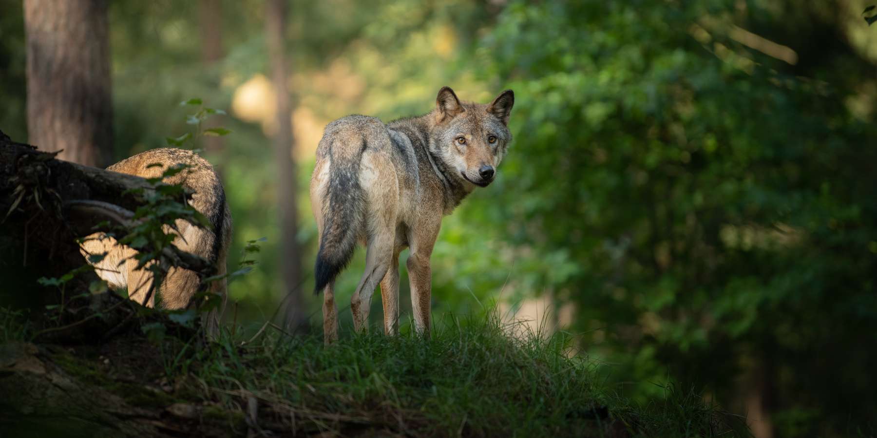 Wolf © AdobeStock