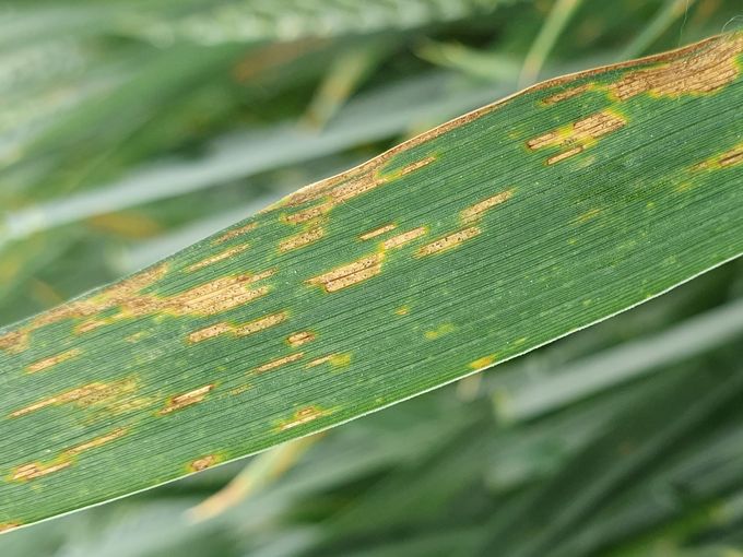 Septoria_tritici.jpg © LK NÖ