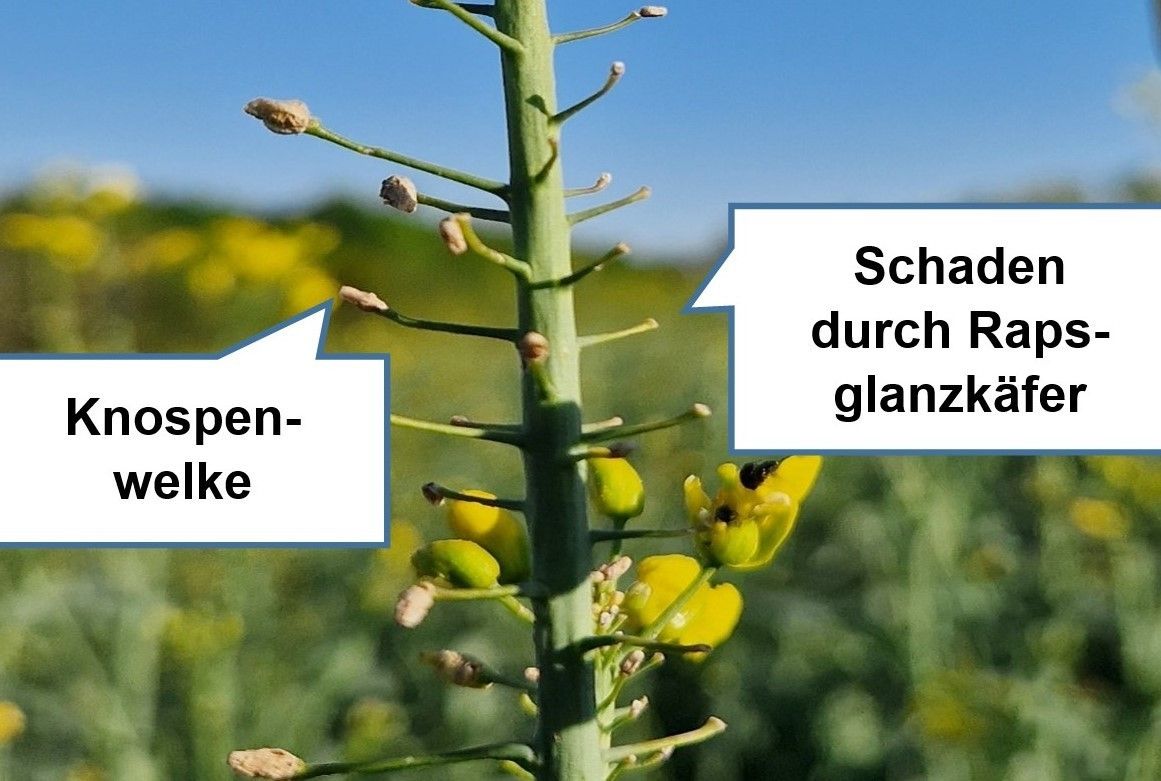 Raps-Knospenwelke.jpg © LK NÖ
