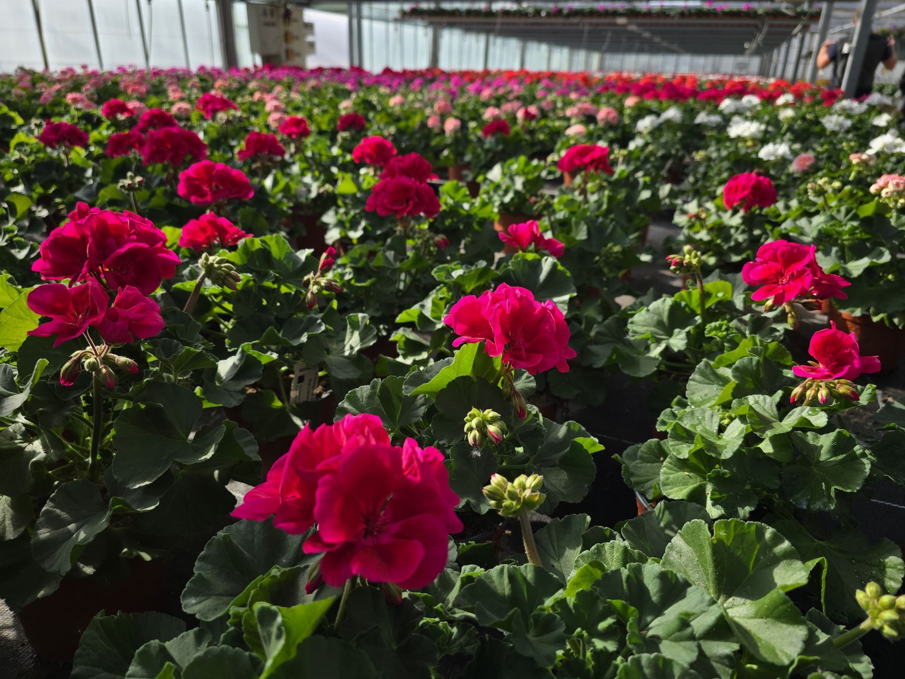 Blumen aus heimischen Gartenbaubetrieben .jpg © LKBgld_Tesch-Wessely