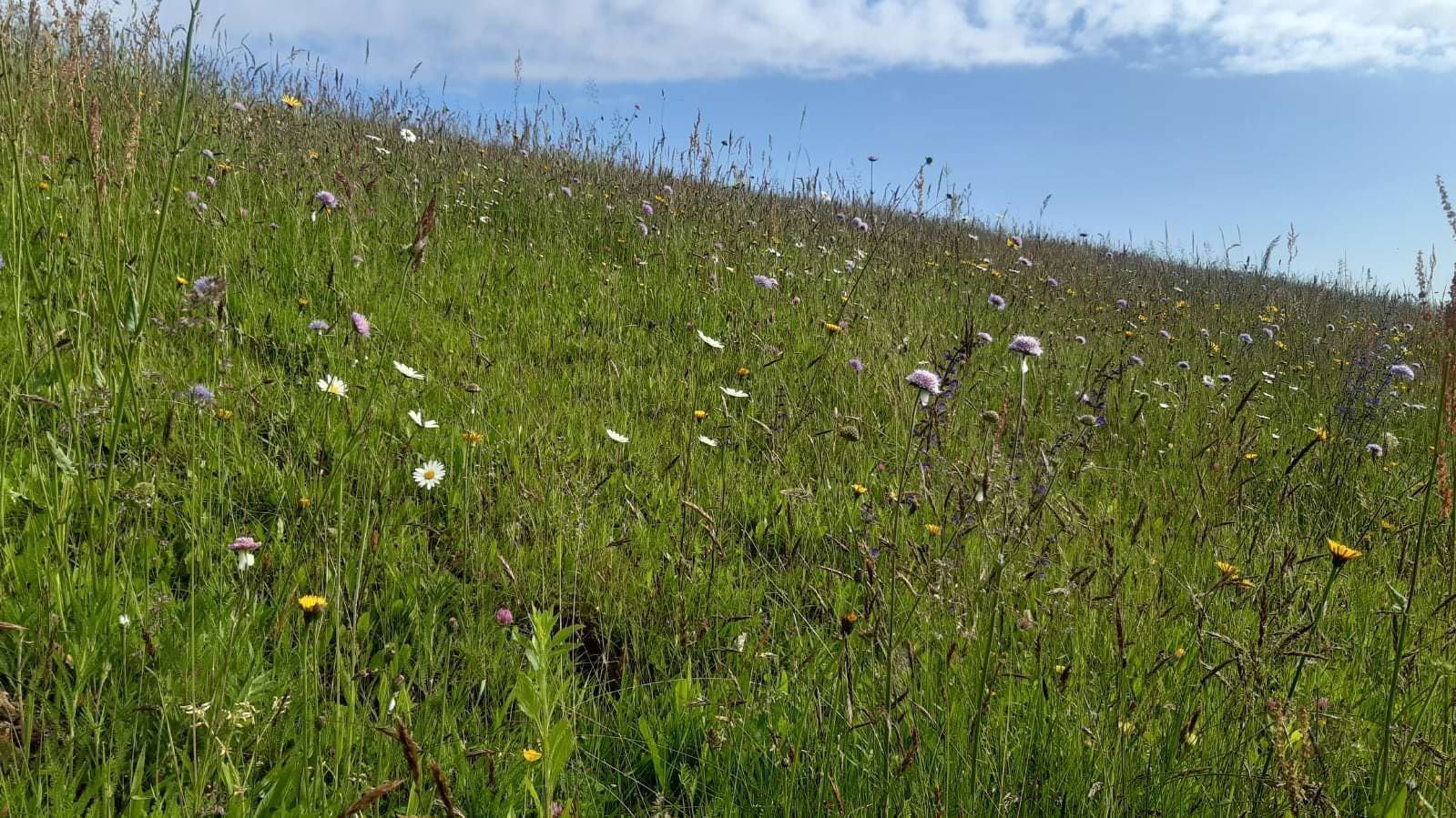 Biodiversität.jpg © Wutte, Schuster