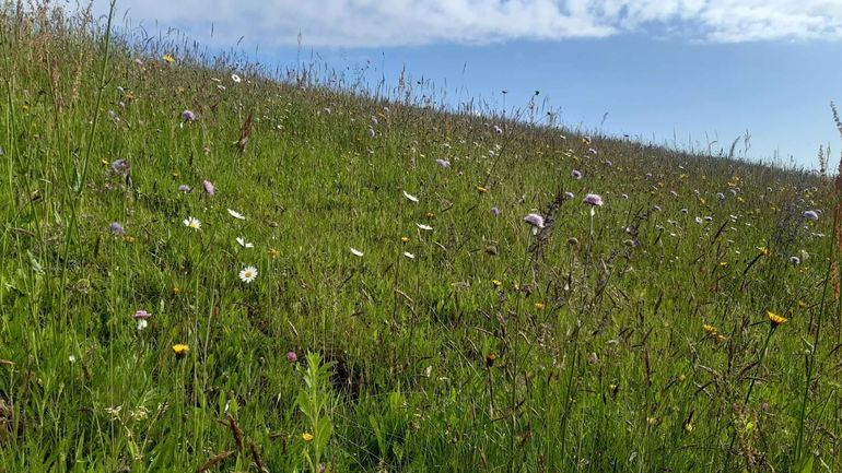 Biodiversität.jpg © Wutte, Schuster