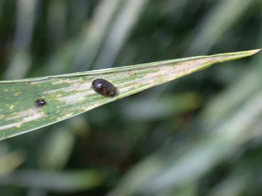 WW-Getreidehähnchen.jpg © LK OÖ/Köppl