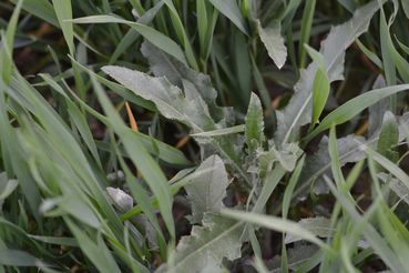 WG-Distel, aufstängelnd.jpg © LK OÖ/Köppl