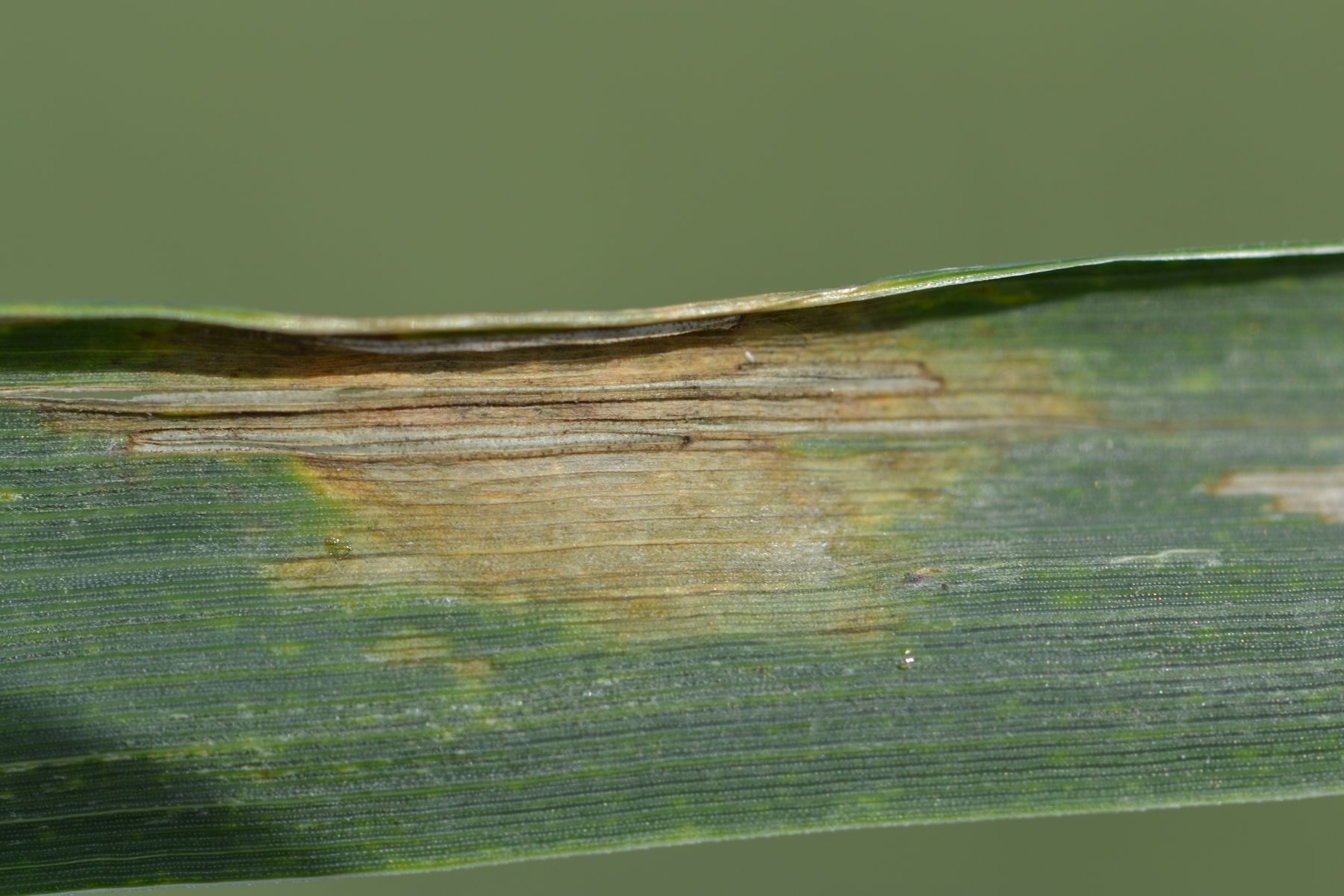 WW-Microdochium.jpg © LK OÖ/Köppl