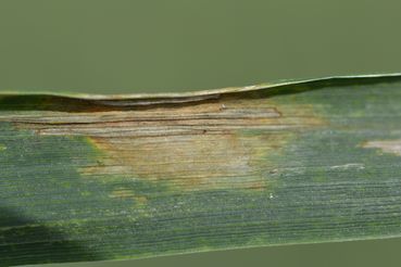 WW-Microdochium.jpg © LK OÖ/Köppl
