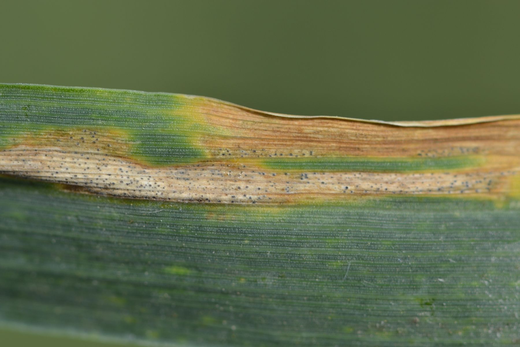 WW-S.tritici.jpg © LK OÖ/Köppl
