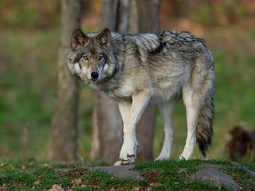 Wolf.jpg © AdobeStock