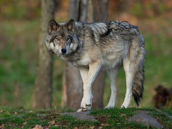 Wolf.jpg © AdobeStock