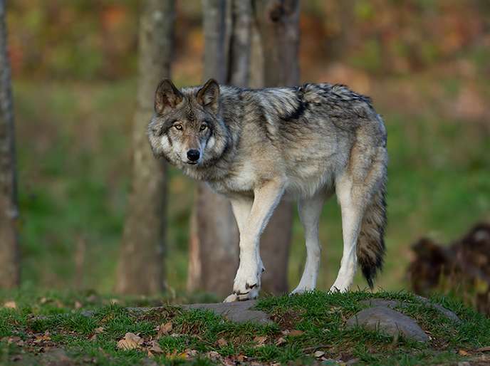 Wolf.jpg © AdobeStock
