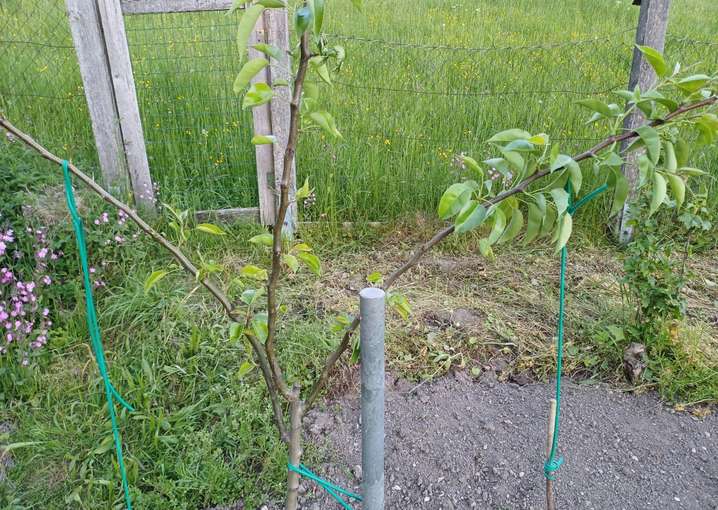 Birnenspindel formieren.jpg © Strebl/LK OÖ