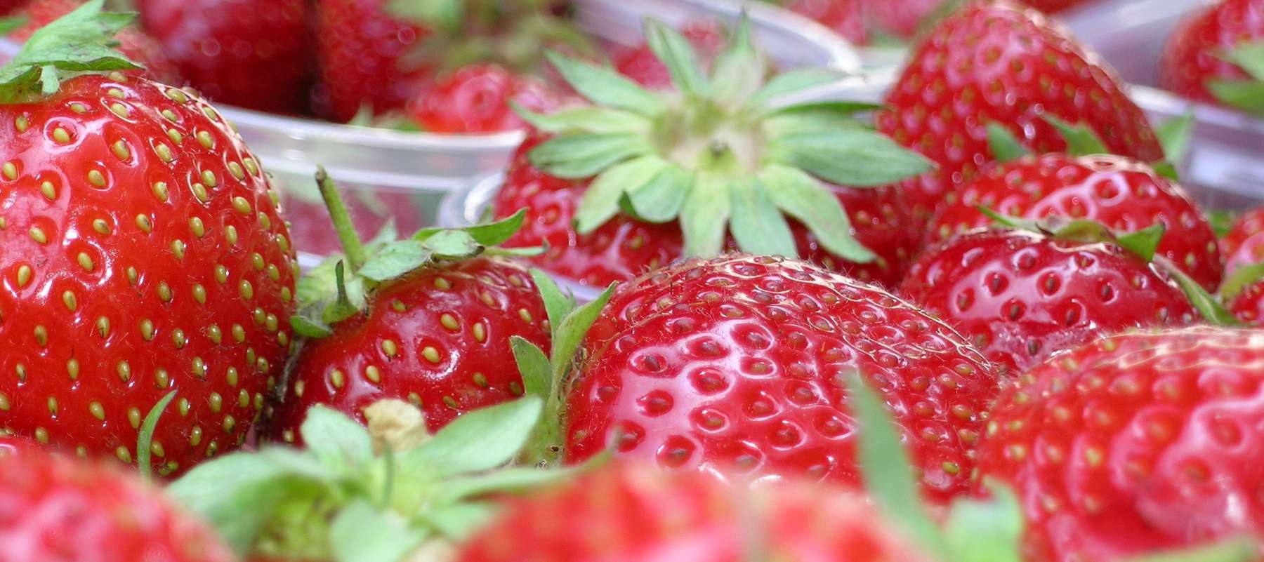 Erdbeeren.jpg © LK Vbg