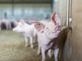 Wasserversorgung im Schweinestall © Daniela Koeppl