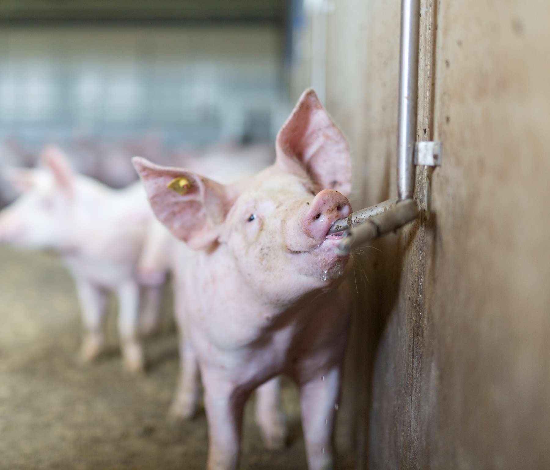 Wasserversorgung im Schweinestall.jpg © Daniela Koeppl