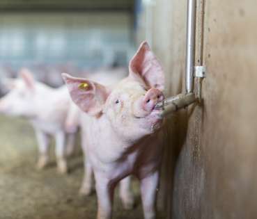 Wasserversorgung im Schweinestall.jpg © Daniela Koeppl