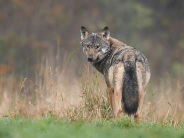 Ein Wolf steht auf der Wiese © Piotr Krzeslak – stock.adobe.com