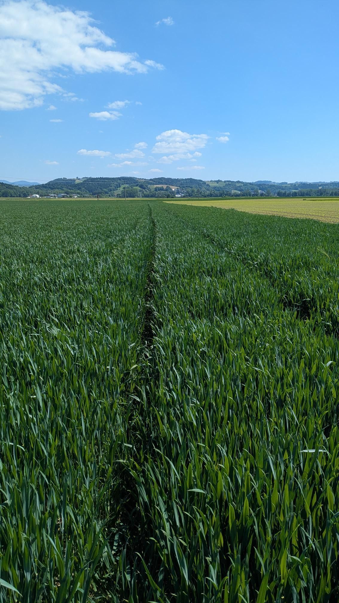 Bei der Feldbegehung am 13.5.2025 in Saxen informierte Gottfried Schreiberhuber 31 Landwirtinnen und Landwirte. Thema waren die Kulturführung und der gewässerschonende Pflanzenschutz bei Mais, Soja, Zuckerrübe und Weizen. Die Kulturen haben die kalte Witterung der vergangenen Woche rel. gut überstanden und sind gut entwickelt. 👍 © BWSB