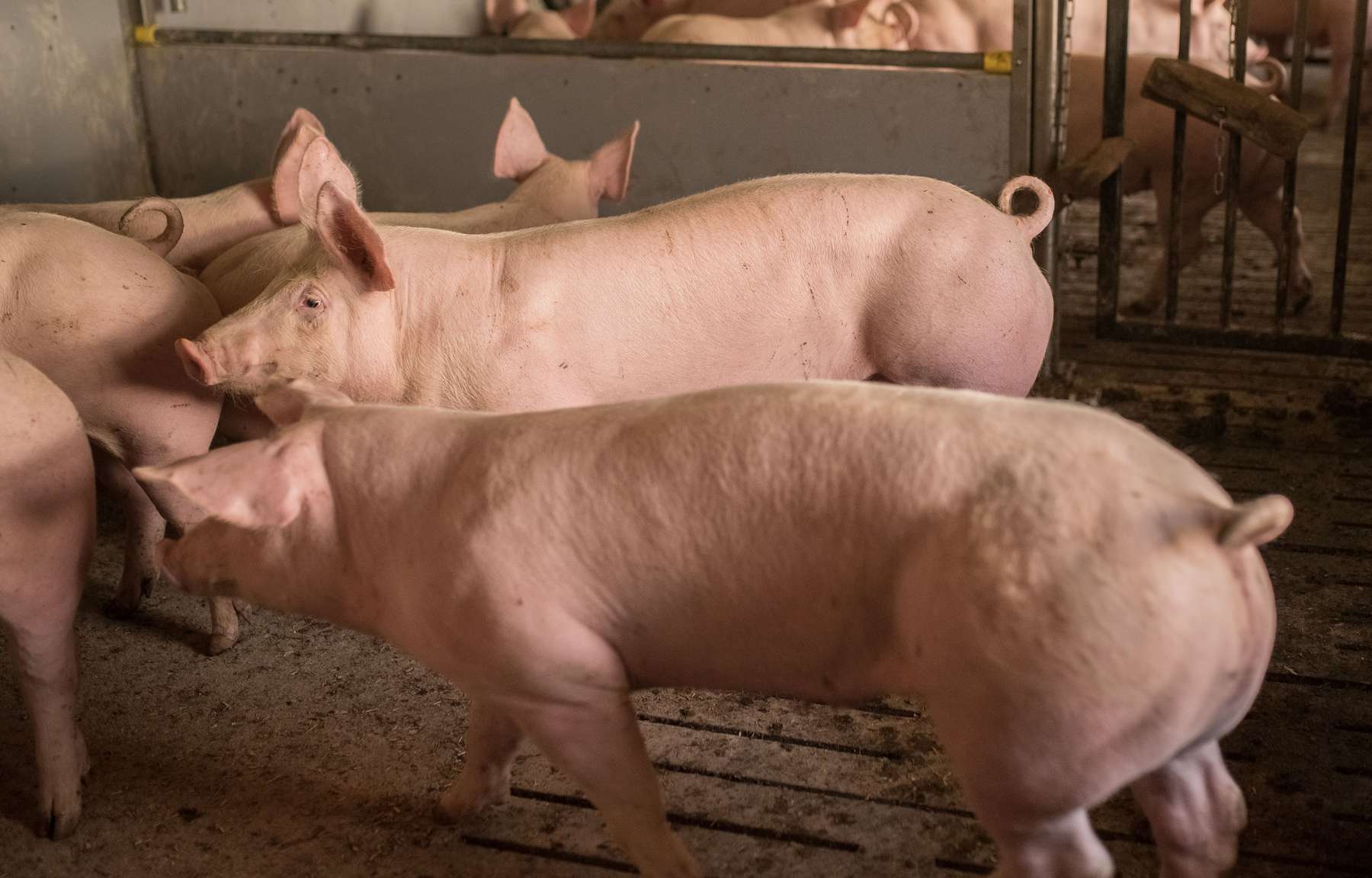 Mastschweine_116-ID75847.jpg © agrarfoto.com