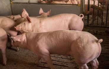 Mastschweine_116-ID75847.jpg © agrarfoto.com