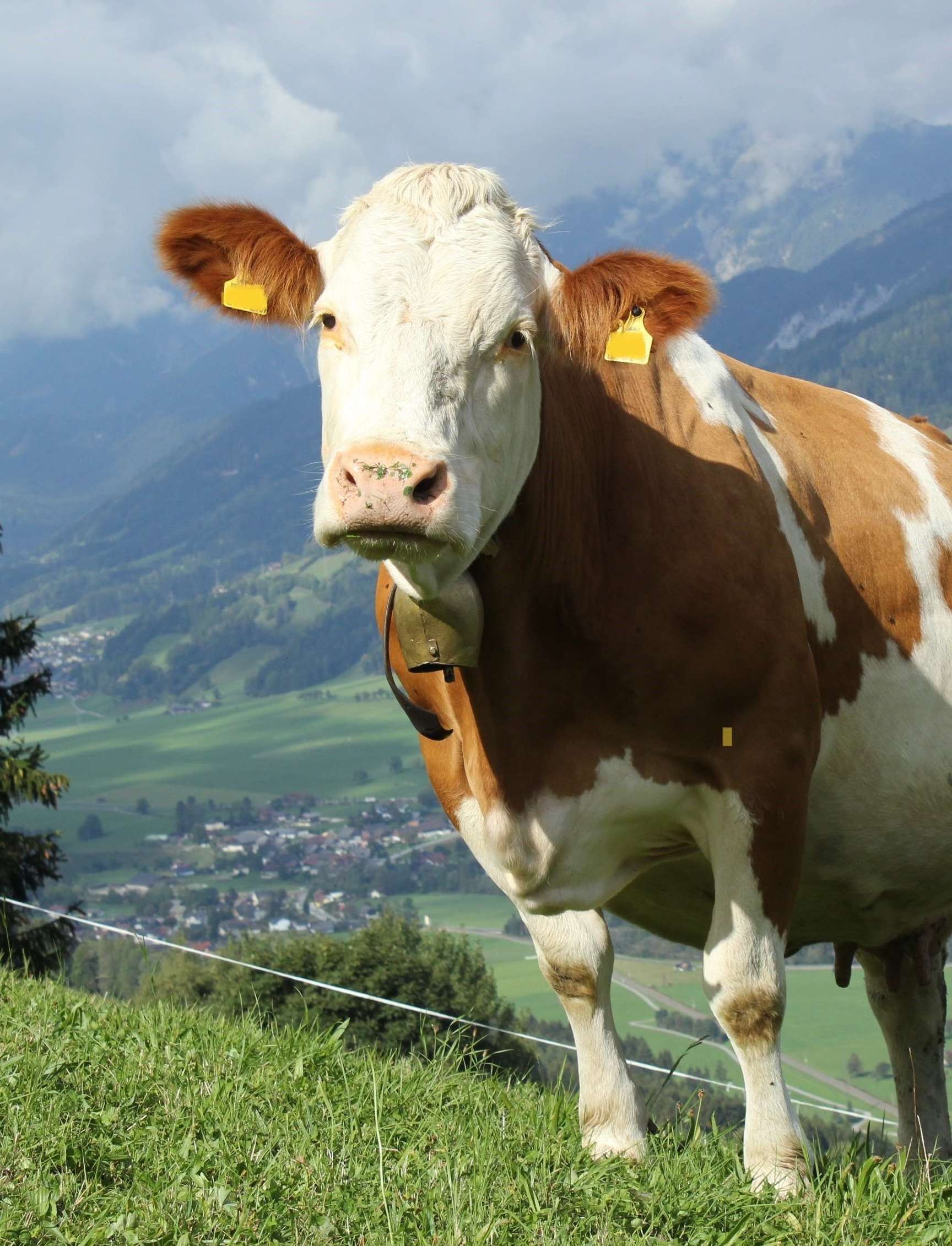 Weidekuh.jpg © Bio Austria Kärnten