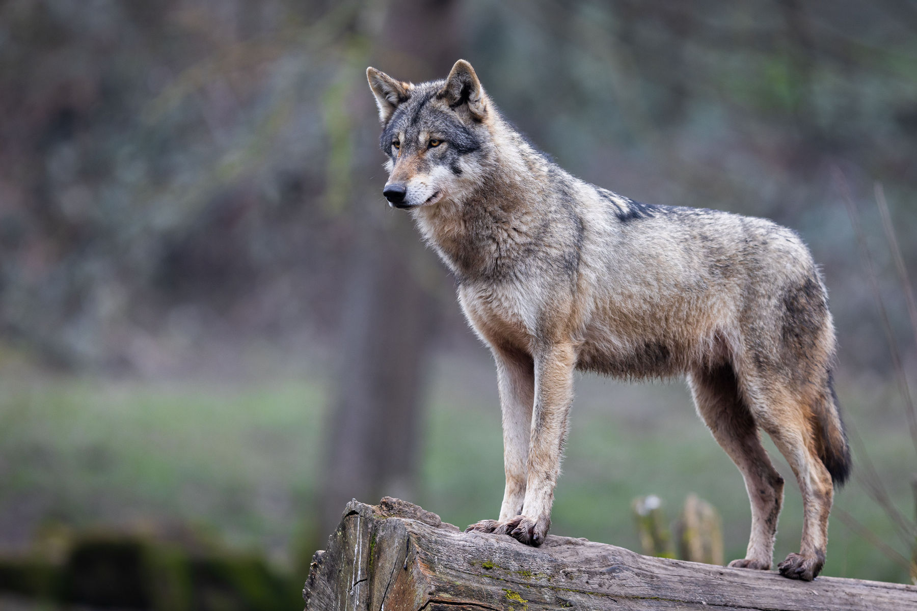 Wolf.jpg © AdobeStock: AB Photography