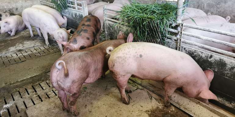 Bauern wollen mehr Tierwohl, doch die Nachfrage nach Tierwohl-Schweinefleisch stagniert © Friedl