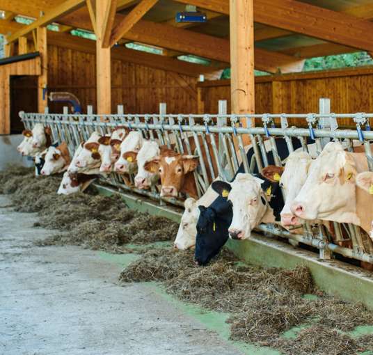 Goritschnig Manfred_(C)_Arnold_Poeschl_NWK__2020_1210_klein.jpg © Landwirtschaftskammer OÖ