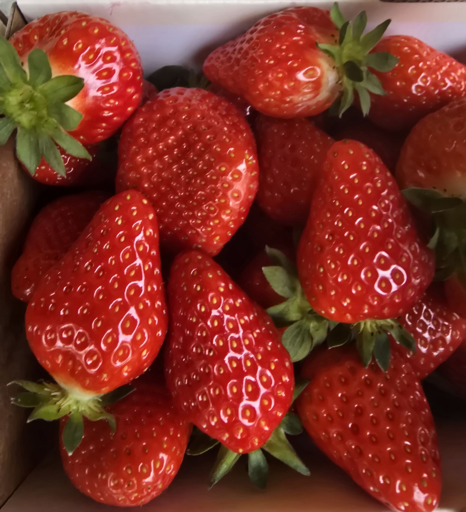 Erdbeeren aus Wiesen.jpg © Archiv