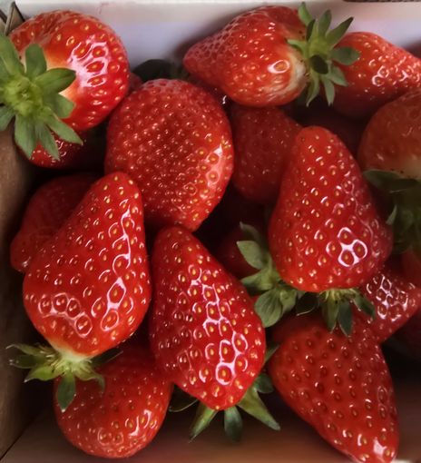 Erdbeeren aus Wiesen.jpg © Archiv