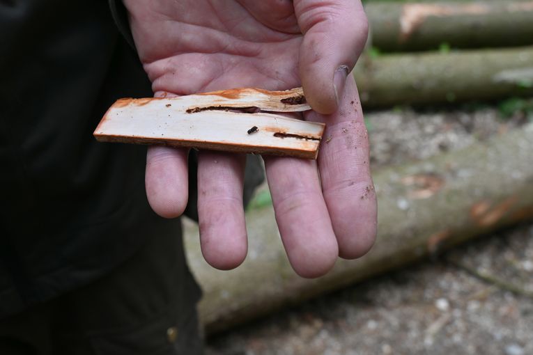 Borkenkäfer LK OÖ_Frei (258).jpg © Landwirtschaftskammer OÖ