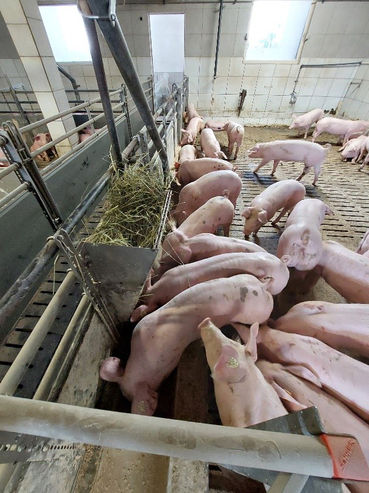 Gruppenhaltung_Schweine_neu.jpg © IBEST