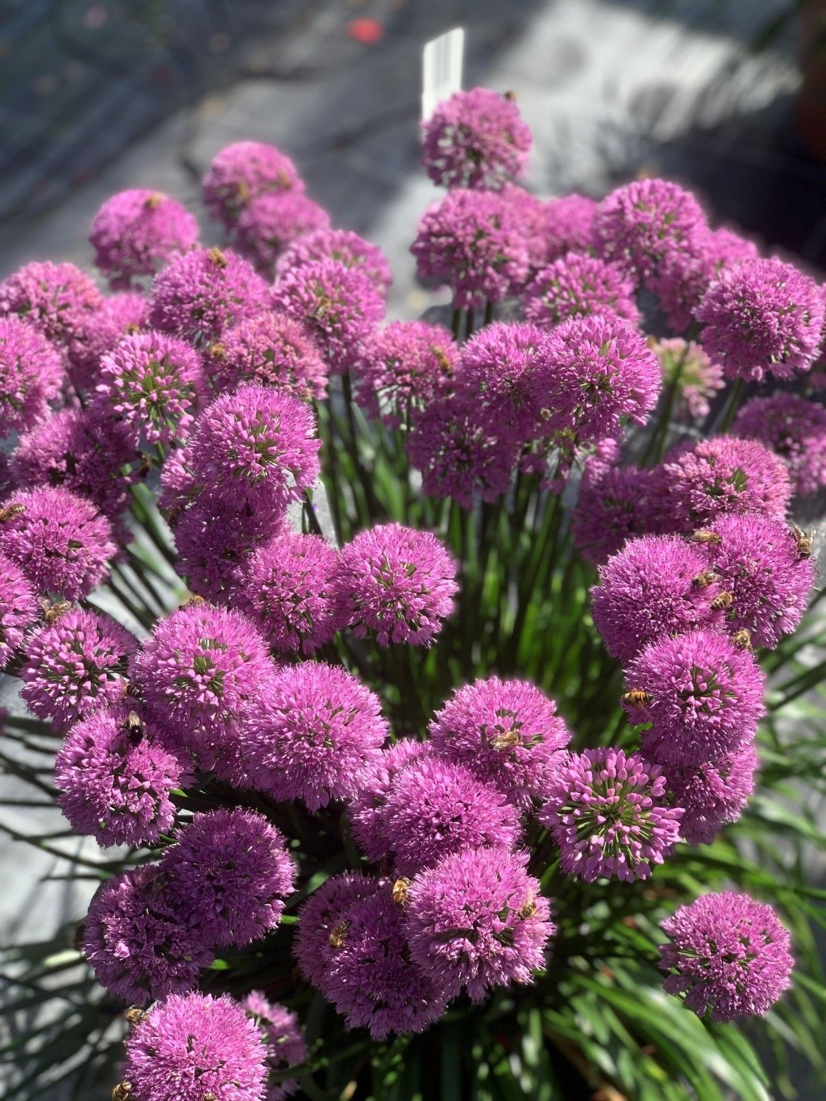 Gartentipp_Foto Brummhilde.jpg © OÖ Gärtner