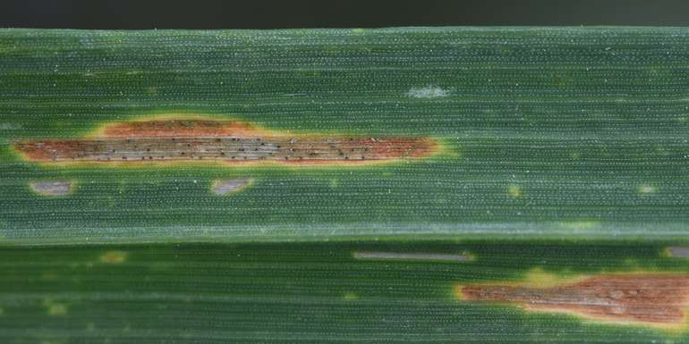 WW-S.tritici (3).jpg © LK OÖ/Köppl WW-S.tritici (3).jpg © LK OÖ/Köppl