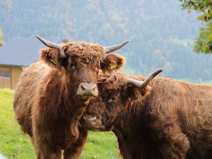 Bauernhof Familie Dietrich.jpg © Christoph Wierdeier