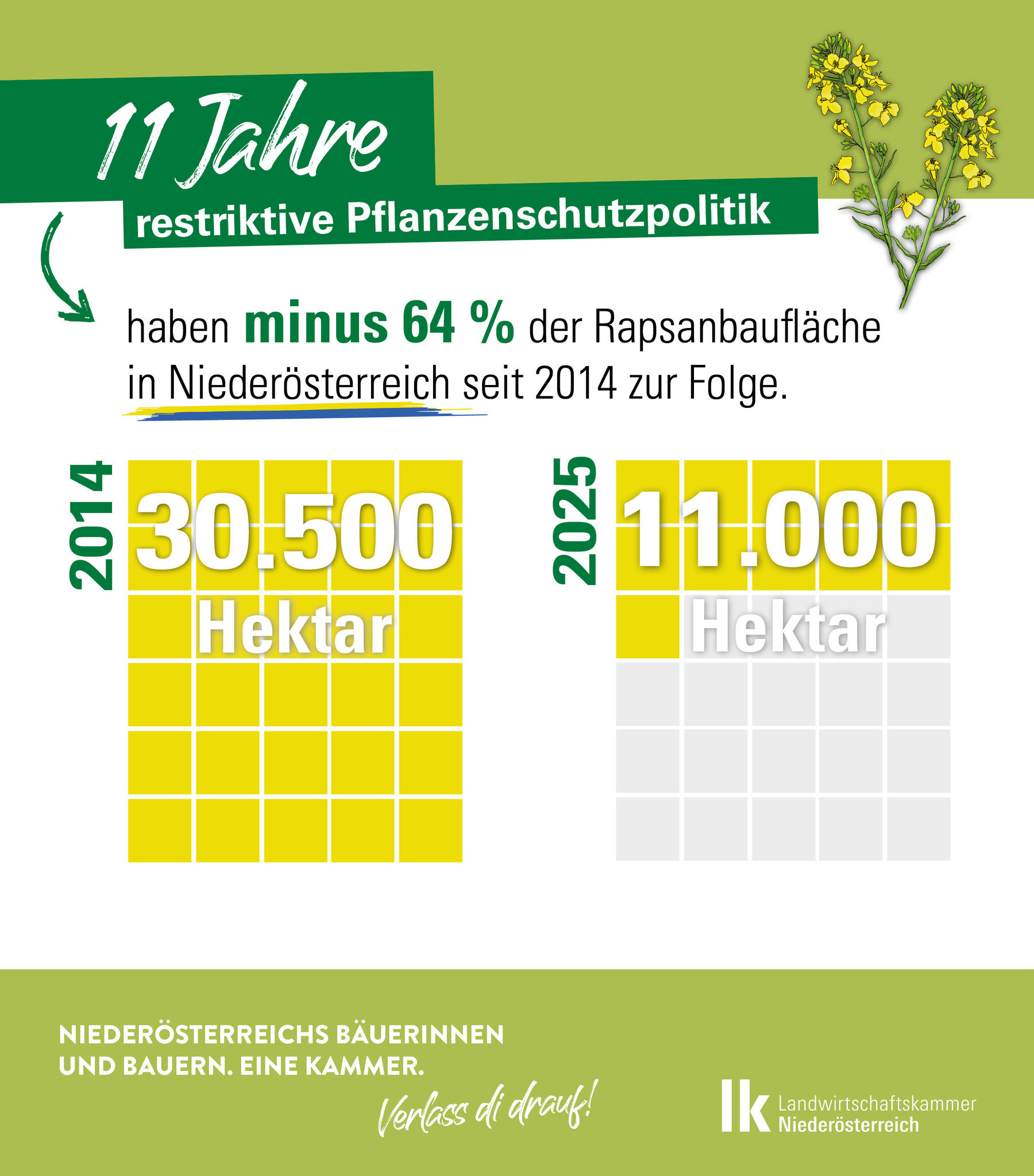 2025-05-20_Infografik_Raps.jpg © LK Niederösterreich