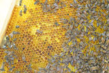 Bienen.jpg © Hatheier