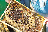 Bienen.jpg © Hatheier