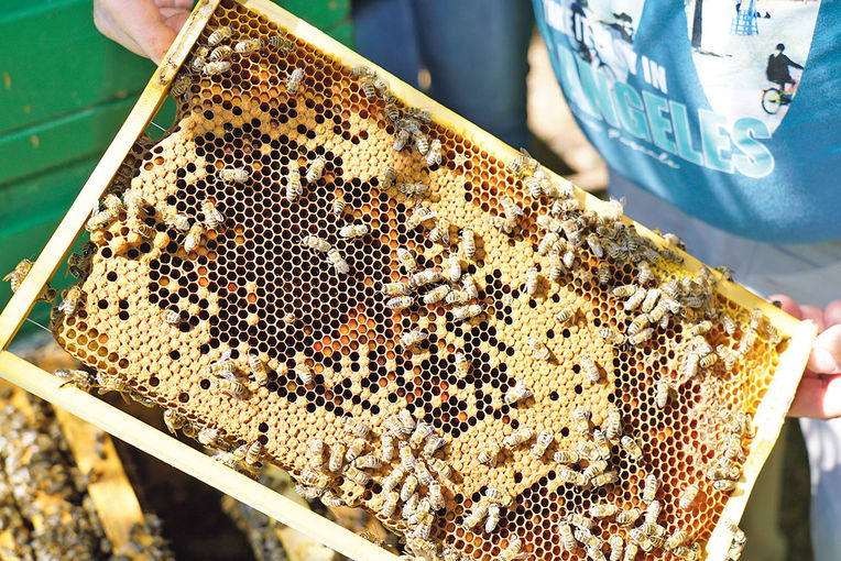 Bienen.jpg © Hatheier