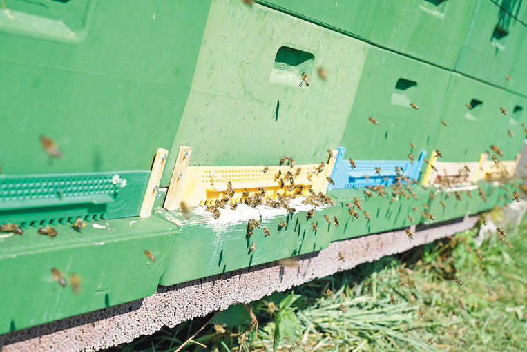 Bienen.jpg © Hatheier