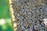 Bienen.jpg © Hatheier