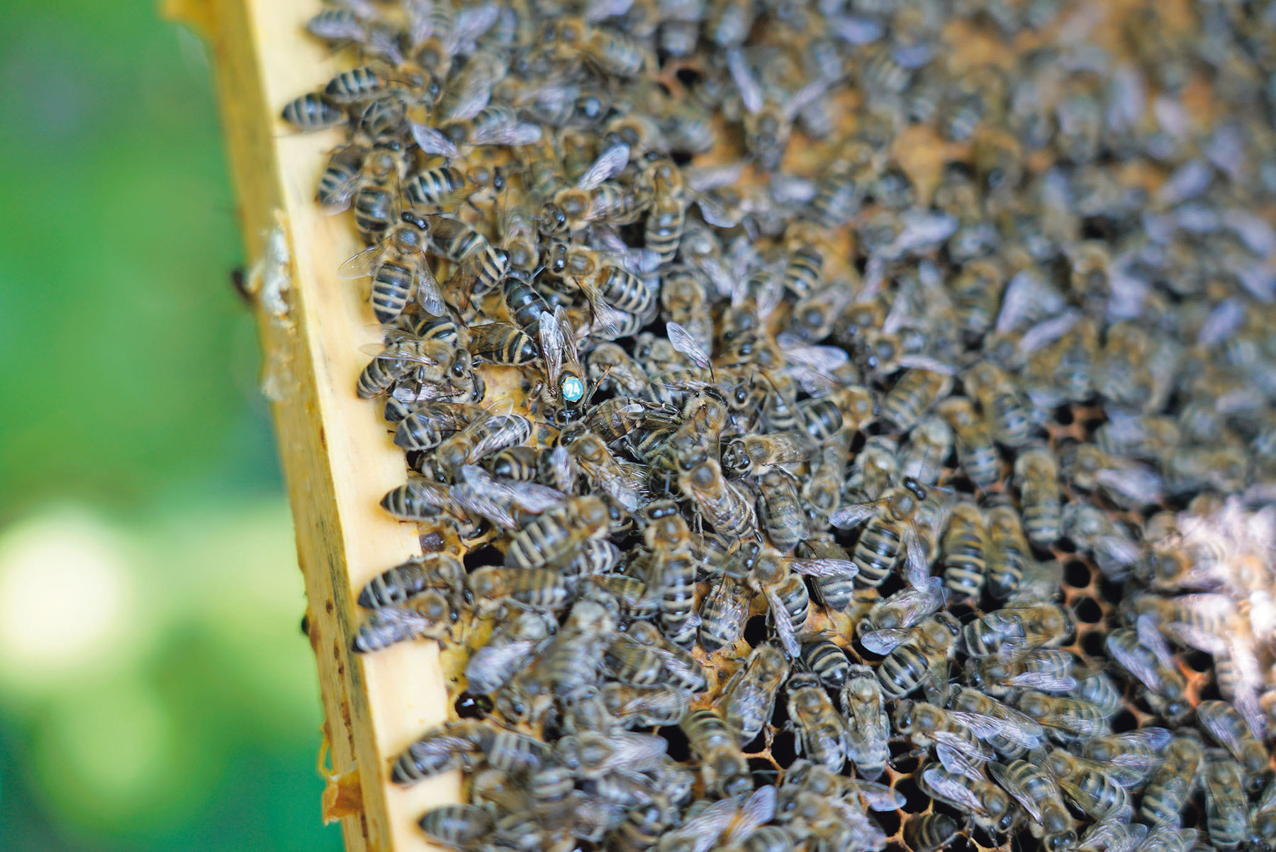Bienen.jpg © Hatheier