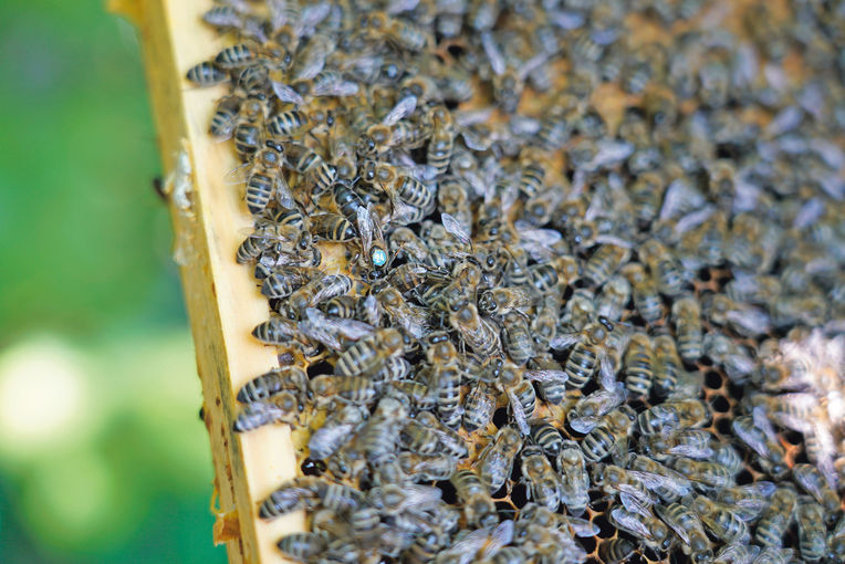 Bienen.jpg © Hatheier