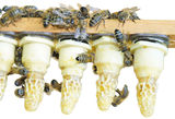 Bienen.jpg © Hatheier
