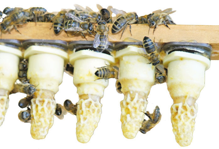 Bienen.jpg © Hatheier