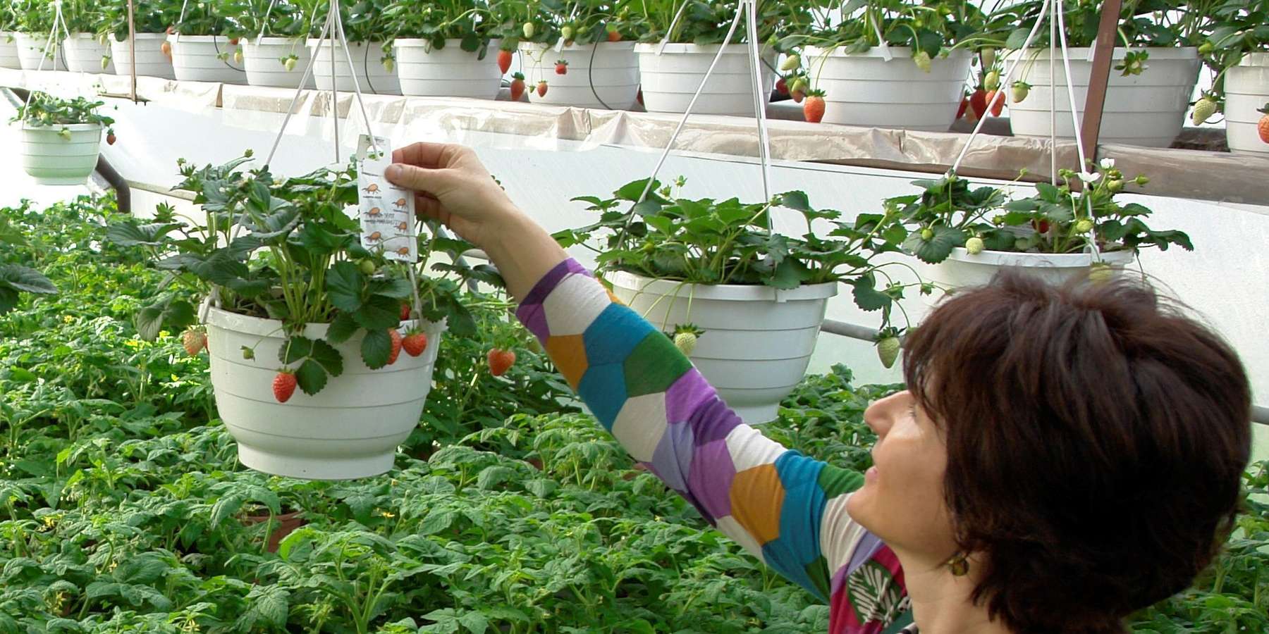 Nützlingseinsatz Fotorecht Stockmann Sonja.jpg © Stockmann Nützlingseinsatz Fotorecht Stockmann Sonja.jpg © Stockmann