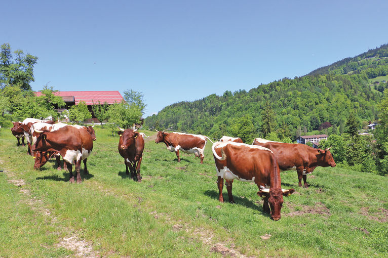 Im Herzen der bayerischen Pinzgauerzucht.jpg © Sendlhofer
