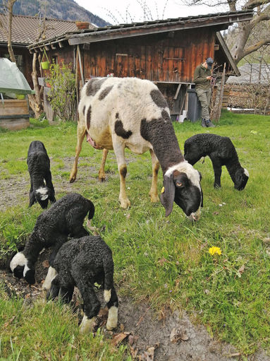 Lämmerglück.jpg © Archiv