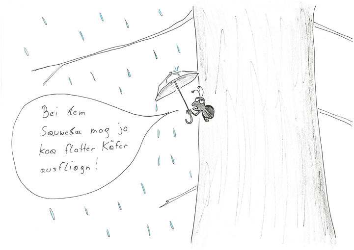 Borkenkäfer.jpg © Mitterwallner