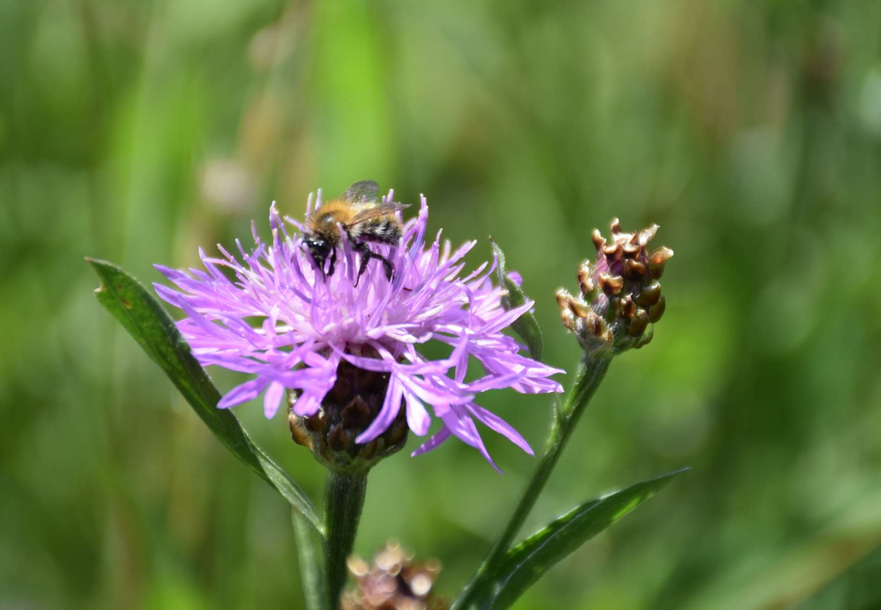 Mehrjährige Blühstreifen - ein Paradies für Wildbienen.jpg © Bienenzentrum OÖ