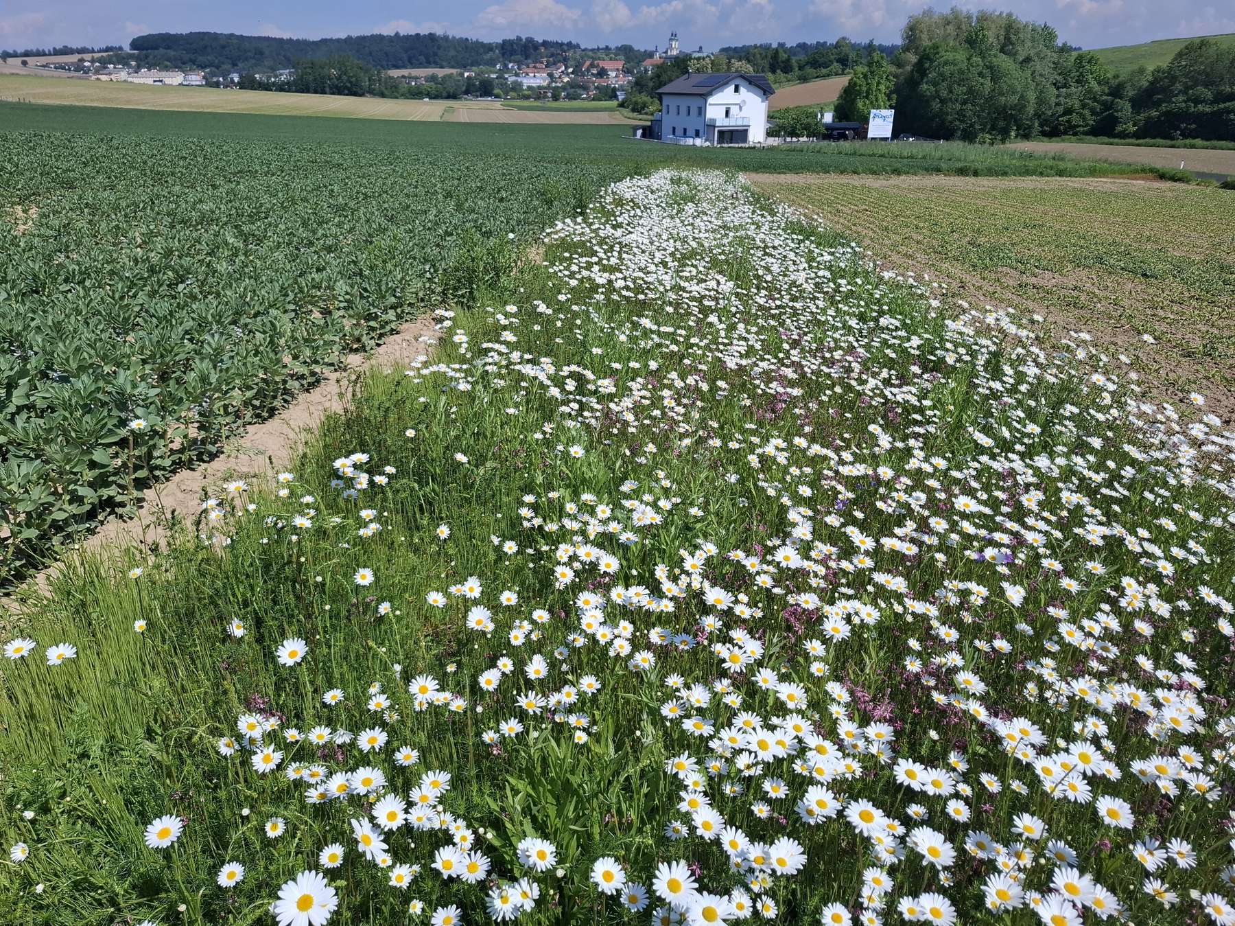 Mehrjähriger Blühstreifen zwischen Sojabohne und Zuckerrübe.jpg © Bienenzentrum OÖ